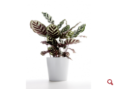 Calathea fajták