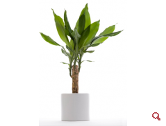 Dracaena