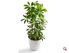 Schefflera