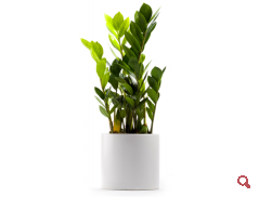 Zamioculcas