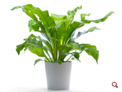 Asplenium páfrány