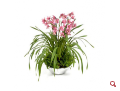 Cymbidium orchidea